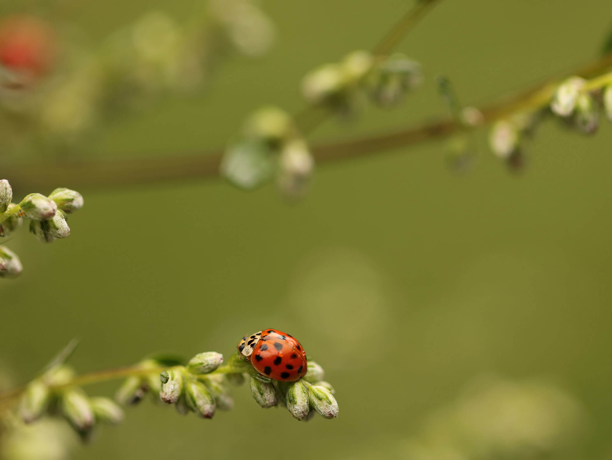 Una coccinella su un ramo - Hofer